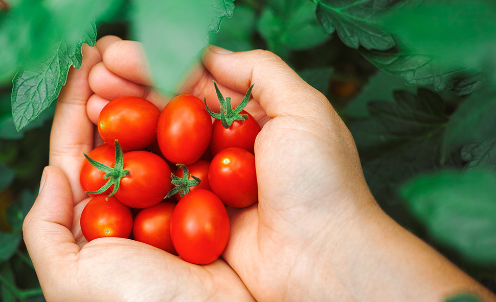 Tomatos in hand