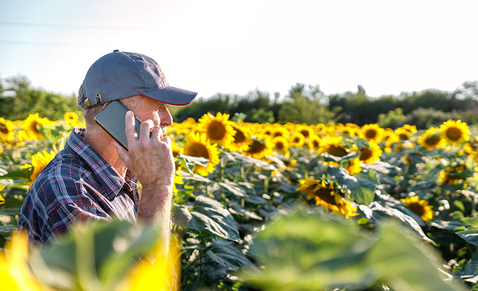 Farmer in Sunflower field