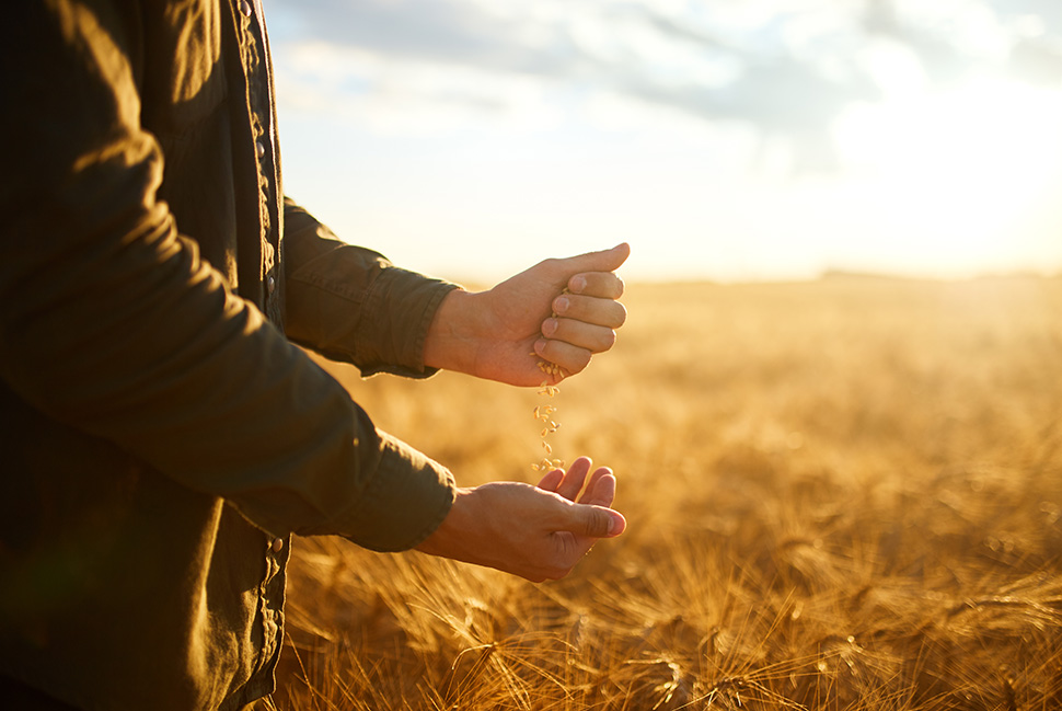 Man standing in wheat field with wheat in his hands.